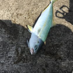 サバおもとめて4