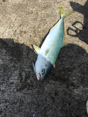 サバおもとめて4