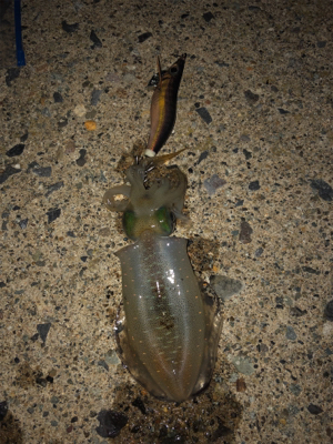 海が呼んでるんですもの♡