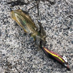 シンコ調査第二弾