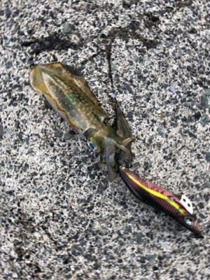 シンコ調査第二弾