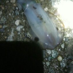 アオリイカ1杯・・・