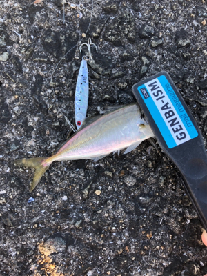 アジ、太刀魚は不発