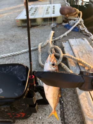 夕マヅメのアジング♫