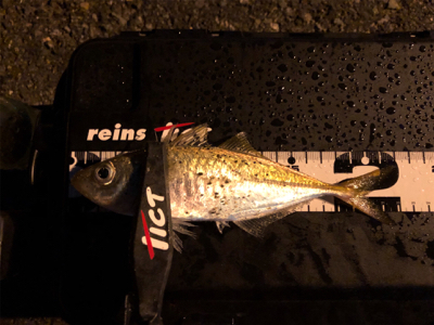 博多湾奥･荒津アジング