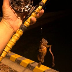 久しぶりに天草