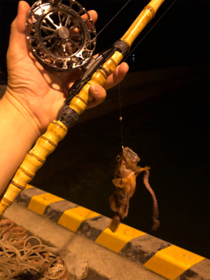 久しぶりに天草