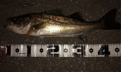 潮回りは悪いけどなんとか1本