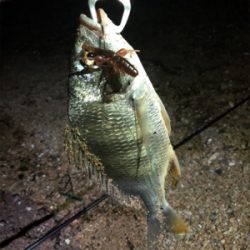 ボトムチニング