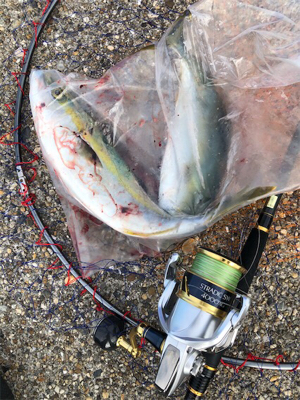 朝マズメツバッシング