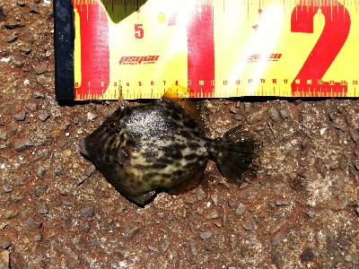 カワハギ釣りのはずが、色々釣れちゃった