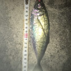 中アジ帰ってきた！