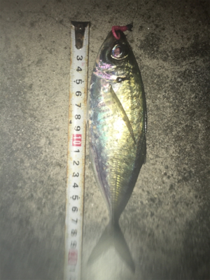 中アジ帰ってきた！