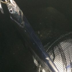 タチウオとツバス