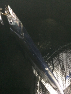 タチウオとツバス