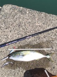 イカ調査＆ライトショア