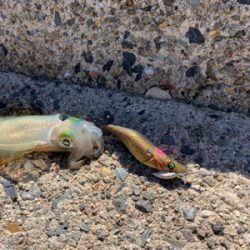 シーズンイン！