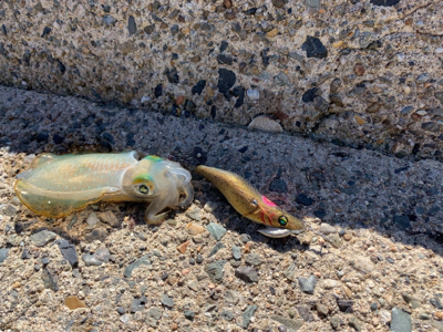 シーズンイン！