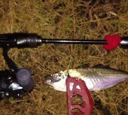 アジンガー1810〜1830