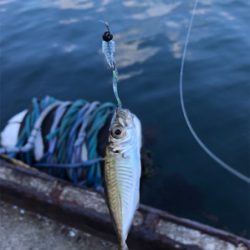 アオリイカを求めて⑤