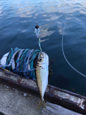 アオリイカを求めて⑤