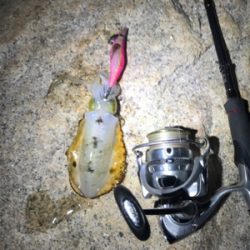 エギング・アジング釣果