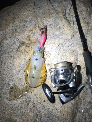 エギング・アジング釣果