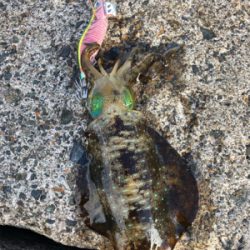 シンコ調査第３弾