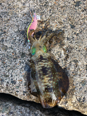 シンコ調査第３弾