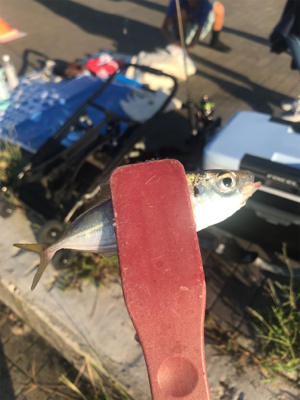 アジングロッドでジグサビキゲーム