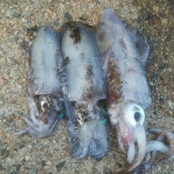 アオリイカ3杯！！　小キジハタ5匹