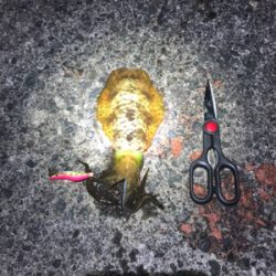 イカが釣りたくなって！