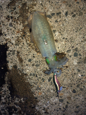 シンコ調査第4弾