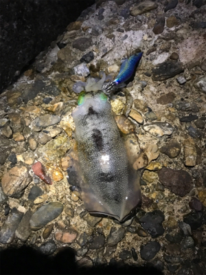 月曜日から仕事帰りのエギング