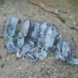 アオリイカ7杯！！　おまけにモクズカニ1匹！