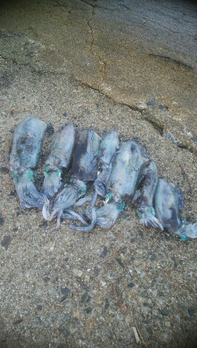 アオリイカ7杯！！　おまけにモクズカニ1匹…