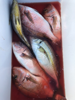 猛暑の釣り堀にて