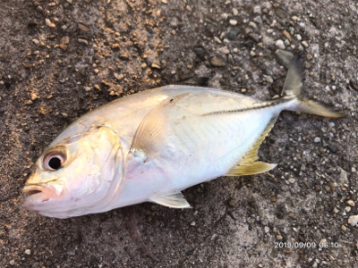 メッキの当たり年