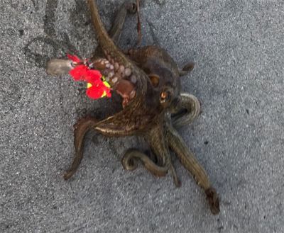 初のオクトパッシング