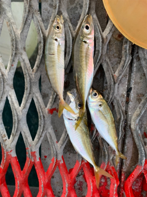 タチウオ狙ってたが