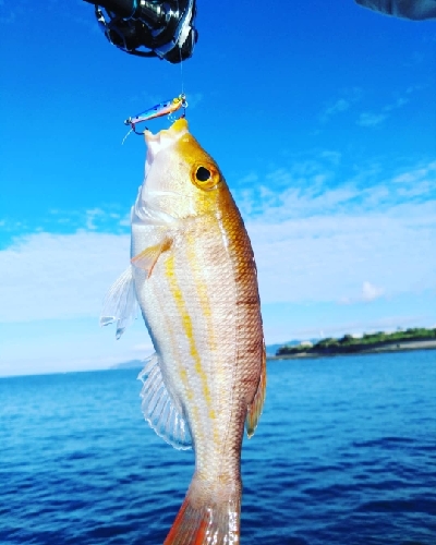 アオリは釣れず、