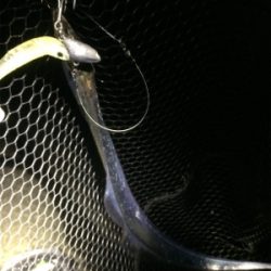 タチウオとツバス