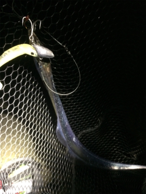 タチウオとツバス