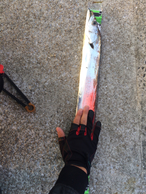 渋ーいサーベル狩り