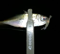 ナイト豆アジング