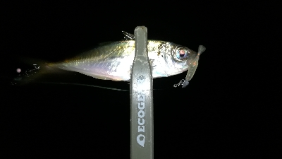 ナイト豆アジング