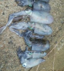 アオリイカ7杯！！