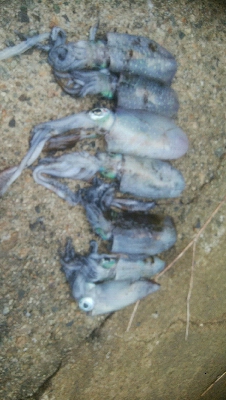 アオリイカ7杯！！