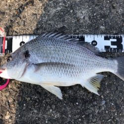 青物狙いのショアジギングで釣れた魚は?