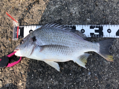 青物狙いのショアジギングで釣れた魚は?